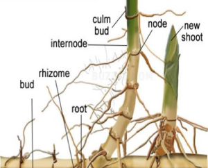 Anatomy of a Bamboo Plant